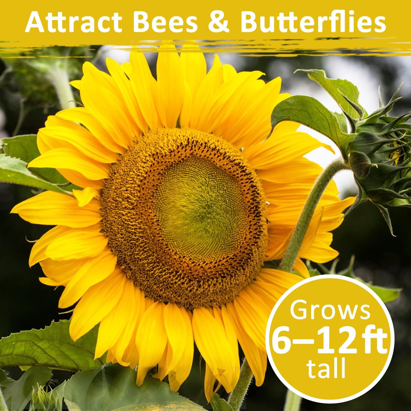 220+ Sunflower Seeds for Planting – Giant MAMMOTH SUNFLOWER SEEDS, YELLOW