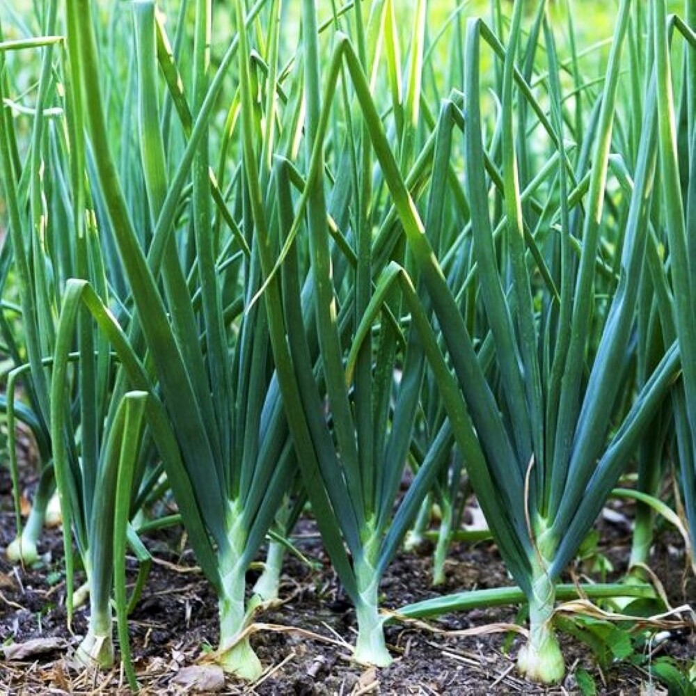 Tokyo Long White Scallion Seeds | Green Spring Onion Chives Asian Vegetable 2024