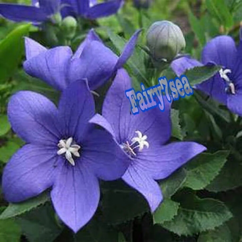 Balloon Flower Seeds – Platycodon Grandiflorus – Blue Balloon Flower