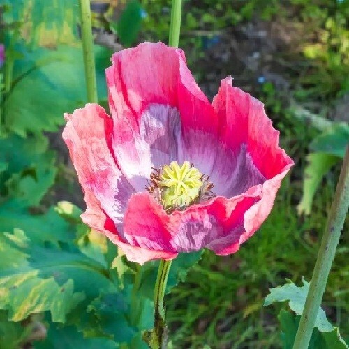 5,000 The Giant Rattler P Somniferum Giganteum Poppy Seeds Huge Flowers, Po ds