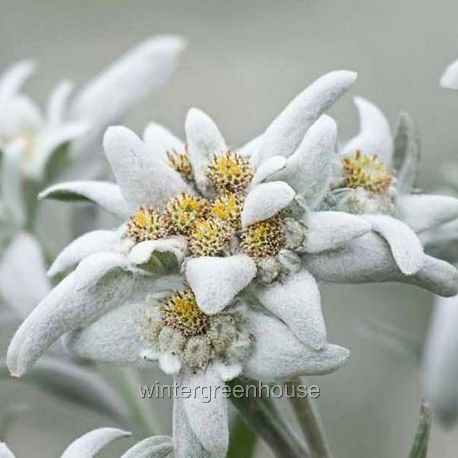 Leontopodium alpinum, Edelweiss, Container Size: 3″ (2.6×3.5″)