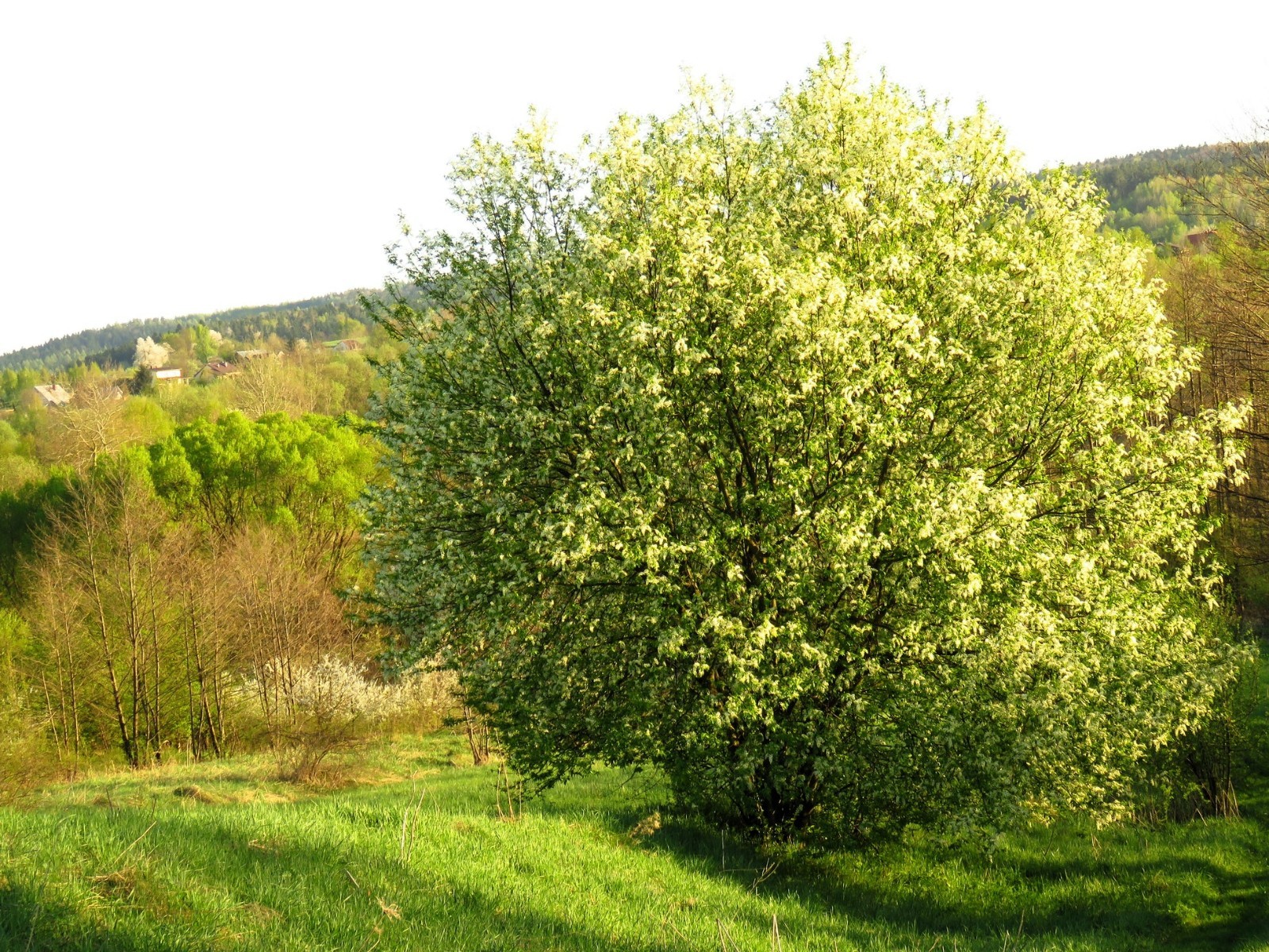 1 Rum cherry, rooted plant. Zones 3-9 Prunus serotina •