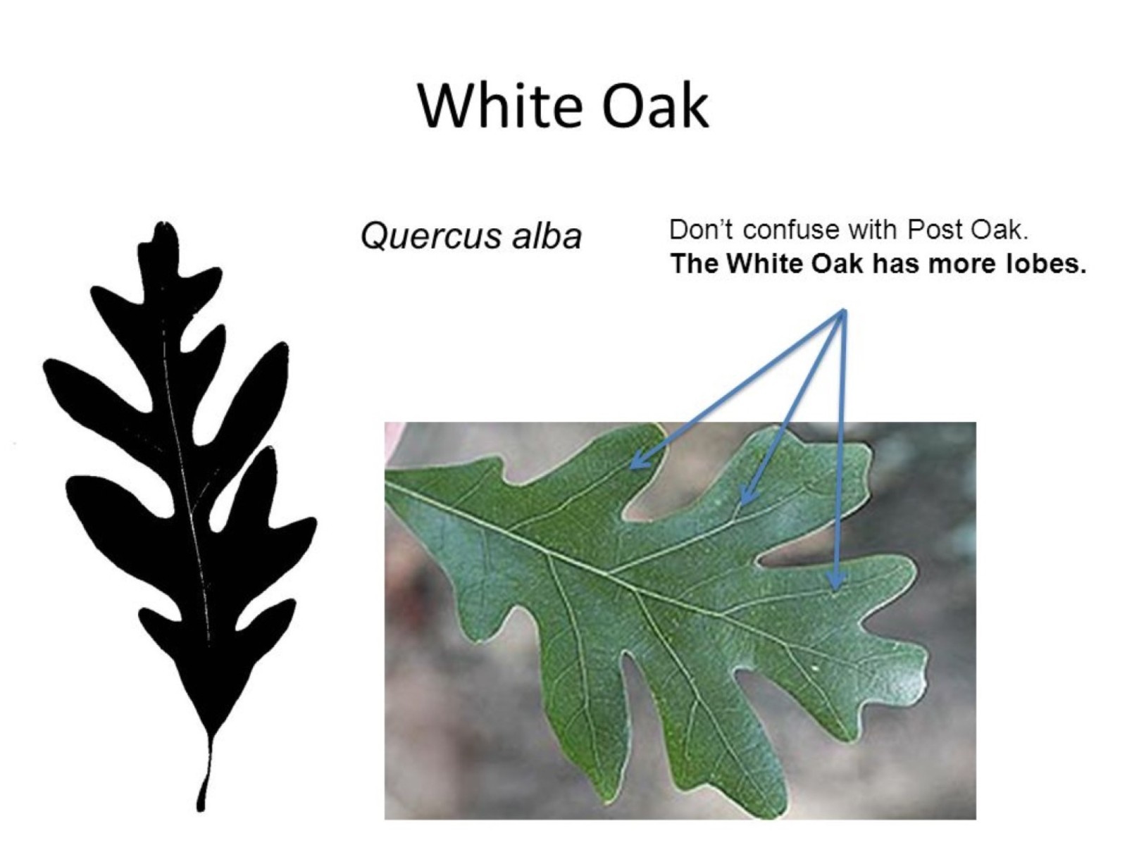 6 Plants Quercus robur Fastigiata , Columnar English Oak, 1 year old