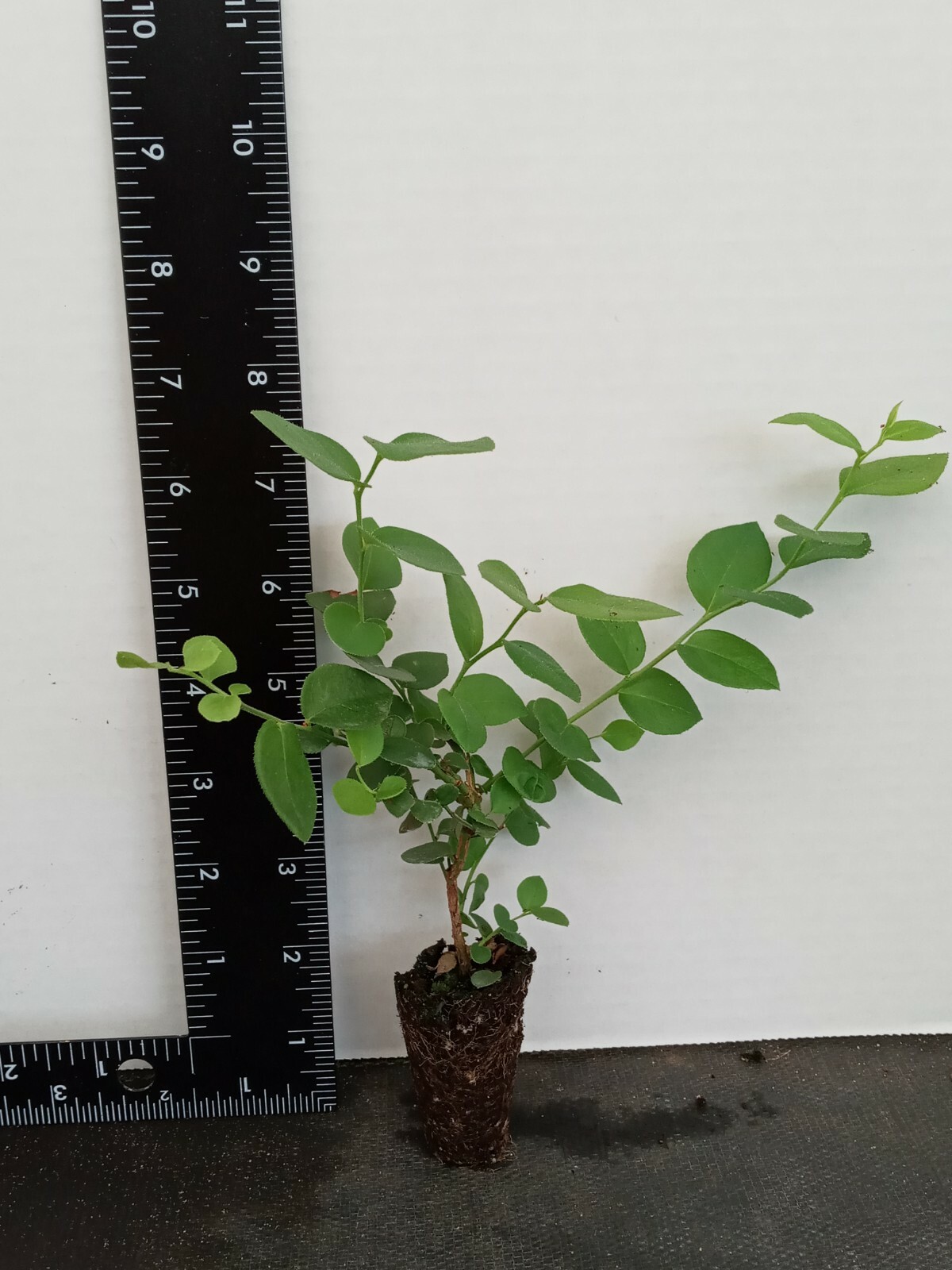Blueberry Starter Plant ~ EMERALD… Price includes 2 plants free shipping