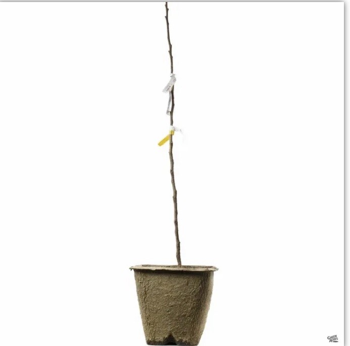 Early Summer Red apple tree grafted 5x5x12 inches pot size 1 year old