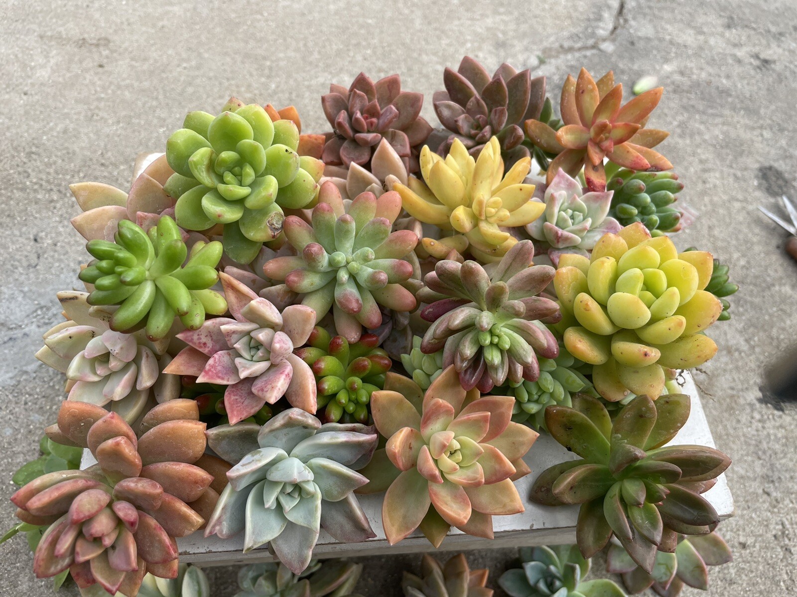 30 colorful cutting succulents (pink, Red,Yellow Orange, Burgundy, Pastel,green)