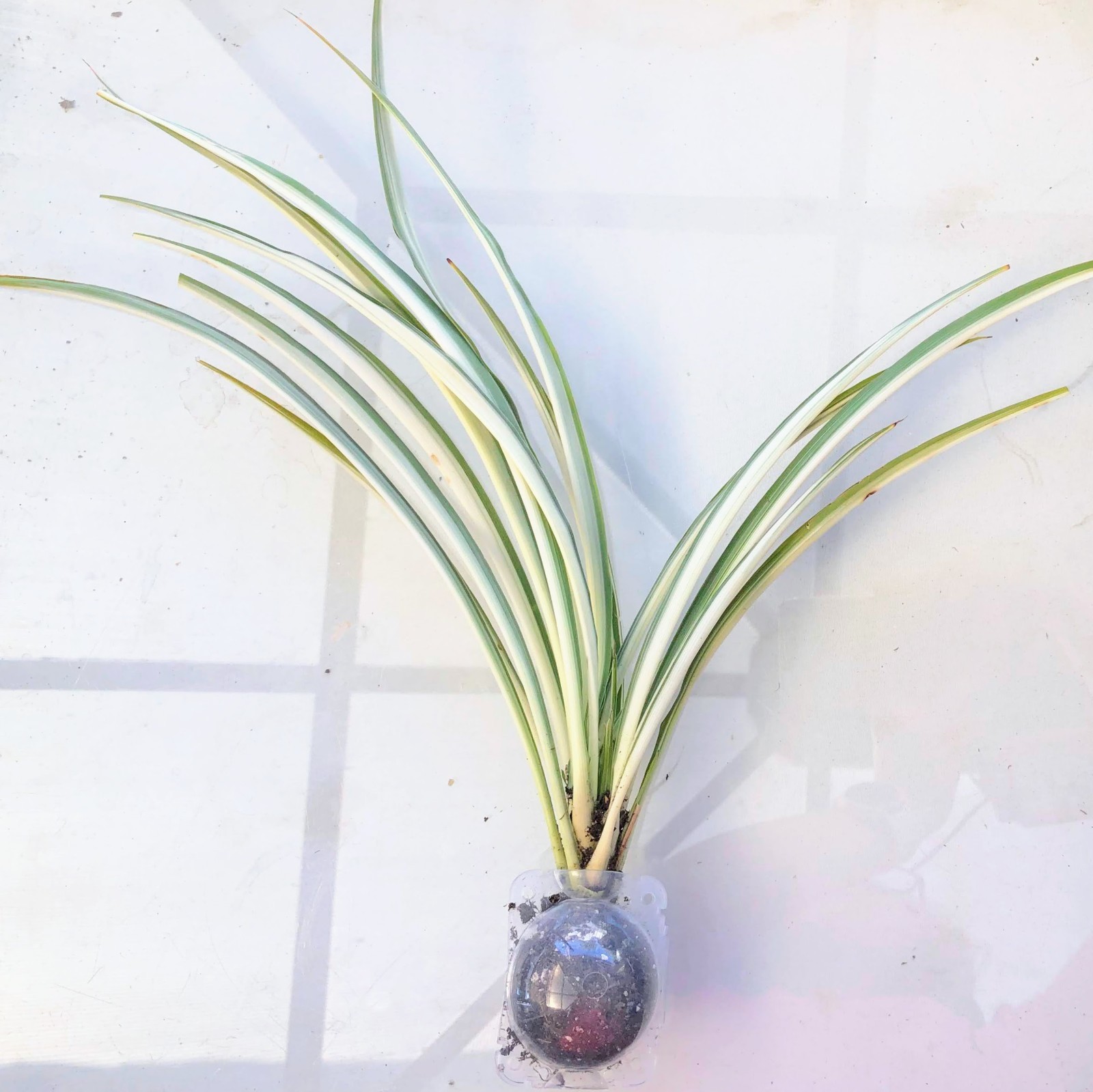 Spider Plant Live Indoor Houseplant Fountain Like Shape Easy Care Hanging Plant