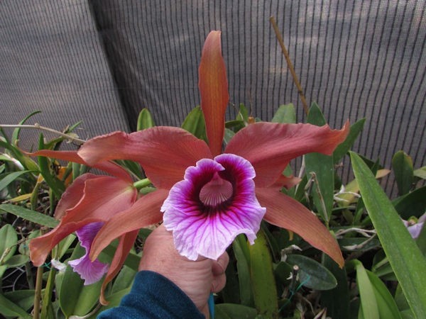 C. Tenebrosa ‘Randall Umland’ x #1326 dark’ Live Orchid Plant 3D17