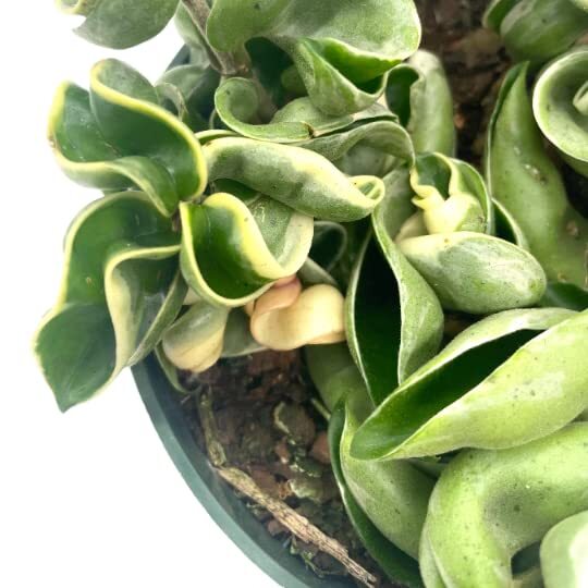 Variegated Hindu Rope, 6 inch, Hoya Compacta Carnosa, Very Rare Limited,