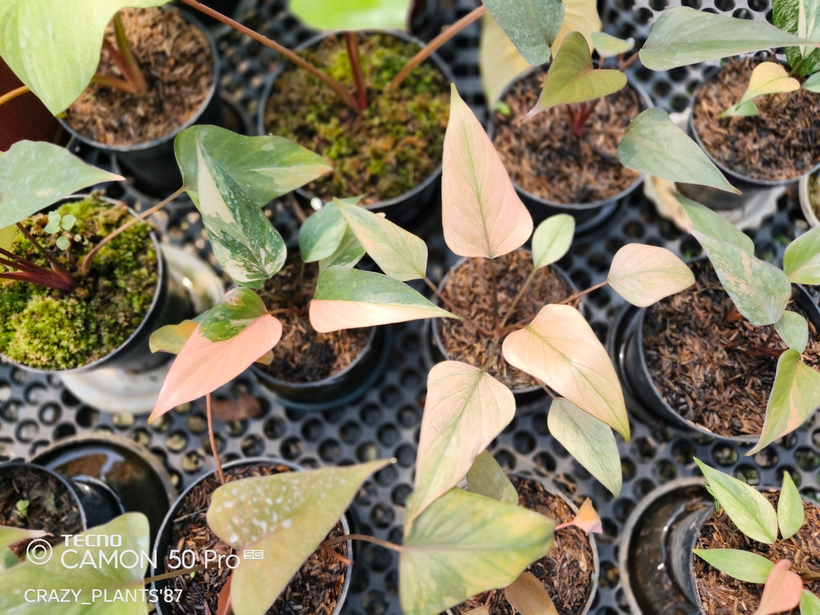 Homalomena Pink Diamond Variegated Beauty — Wholesale And Retail