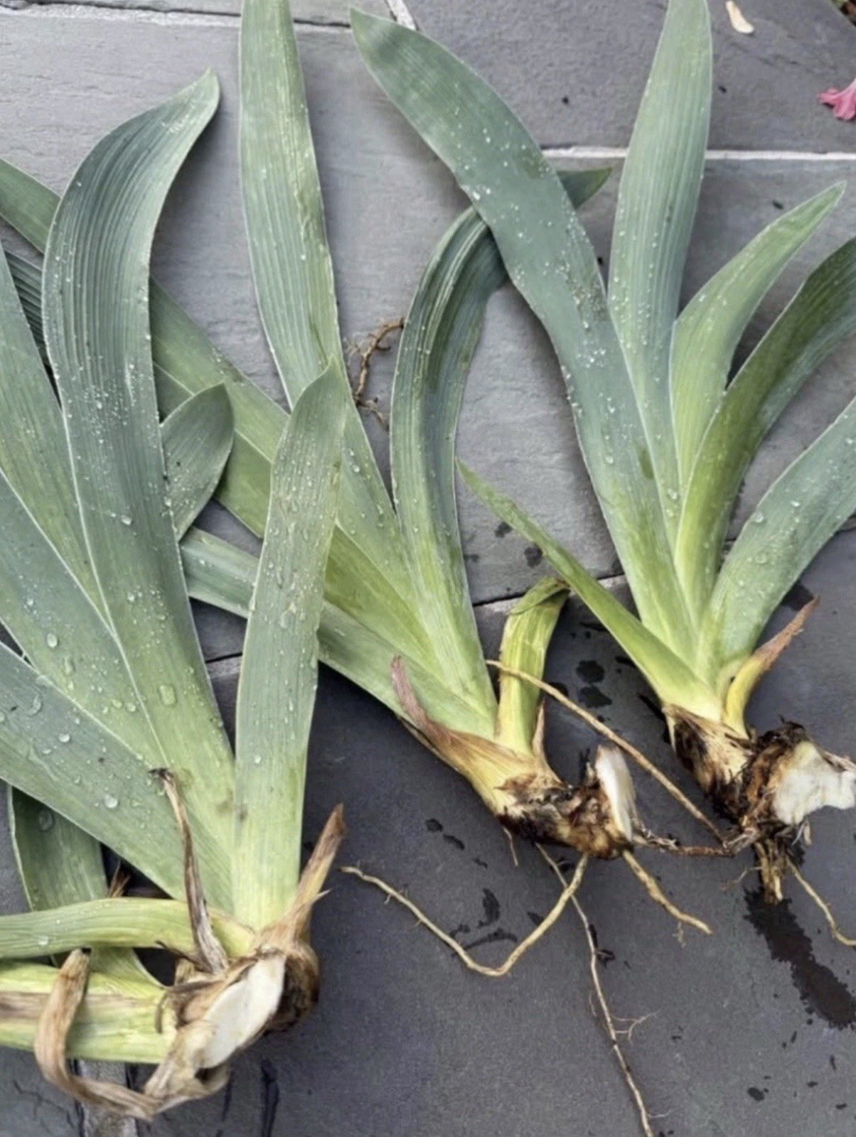 Coffee Trader Tall BEARDED IRIS -1 Fresh Dug Rhizome