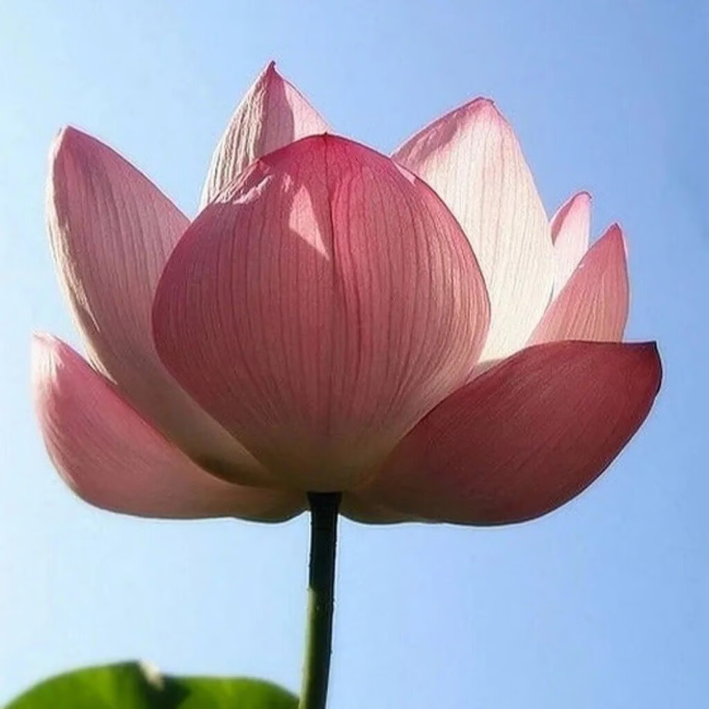 10 Lotus Nicked Seeds – Nelumbo Nucifera – Sacred Lotus Pink