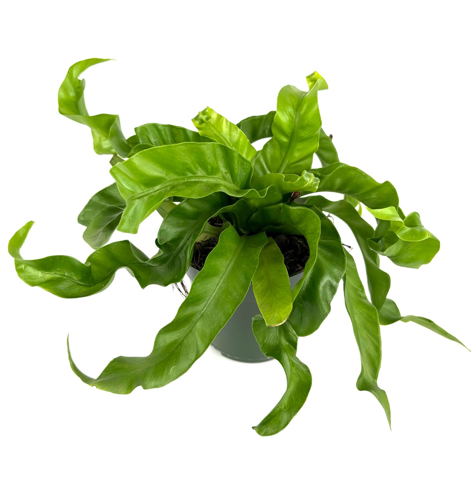 Hurricane Fern Asplenium Antiquum, 4″ Pot