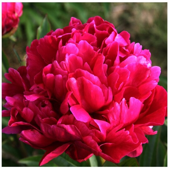Supreme Yellow Itoh Bartzella Peony Lg. Root, Spectacular Blooms.Check Our Store
