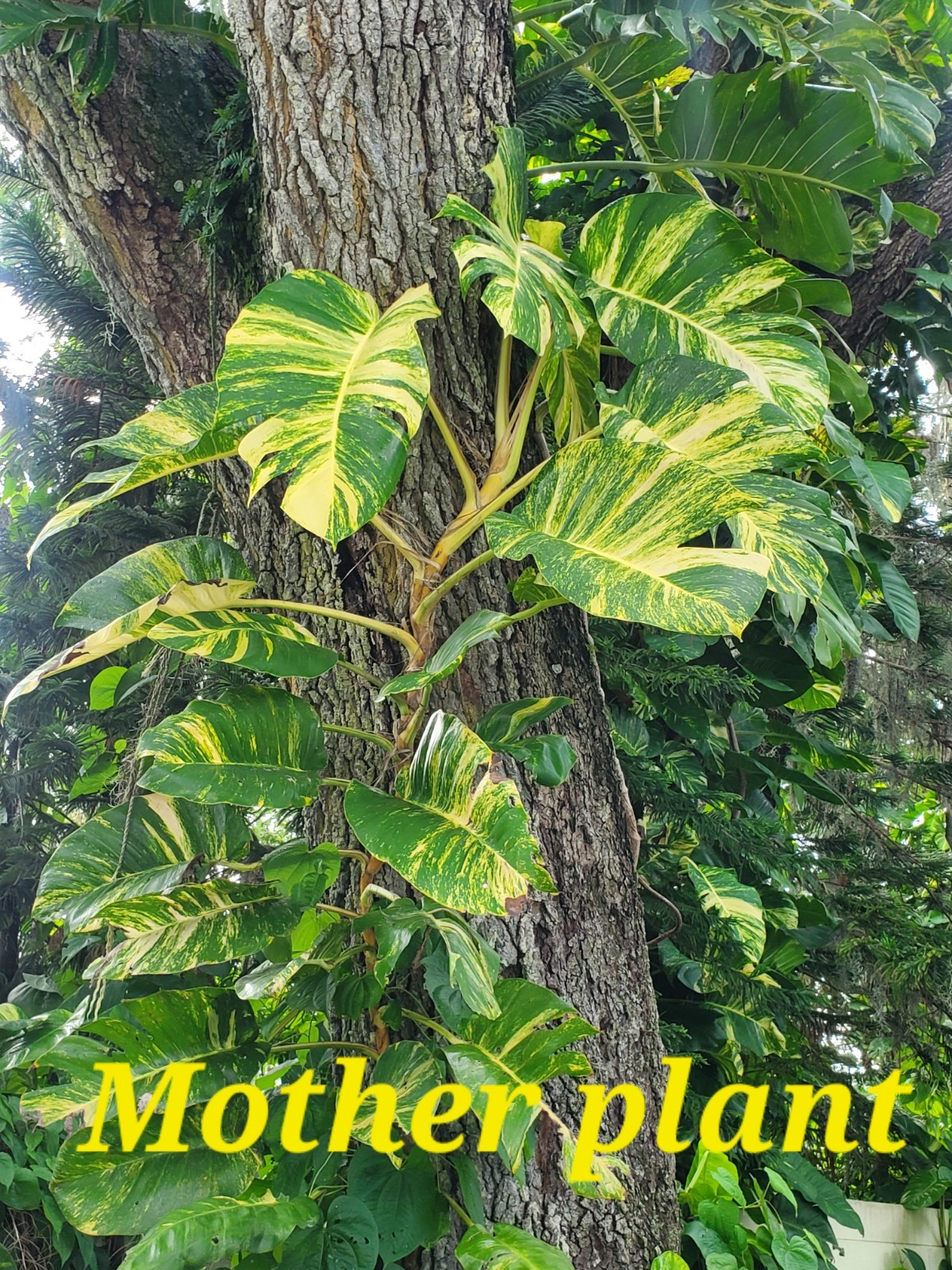 Variegated Giant Golden Pothos Climbing hawaiian Live Starter Plant Rooted