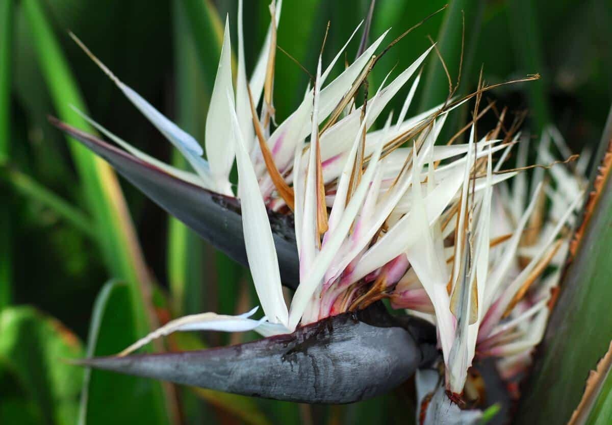 GIANT WHITE~Bird of Paradise~Strelitzia Nicholai~ROOTED PLANT~10-12 Inches Tall