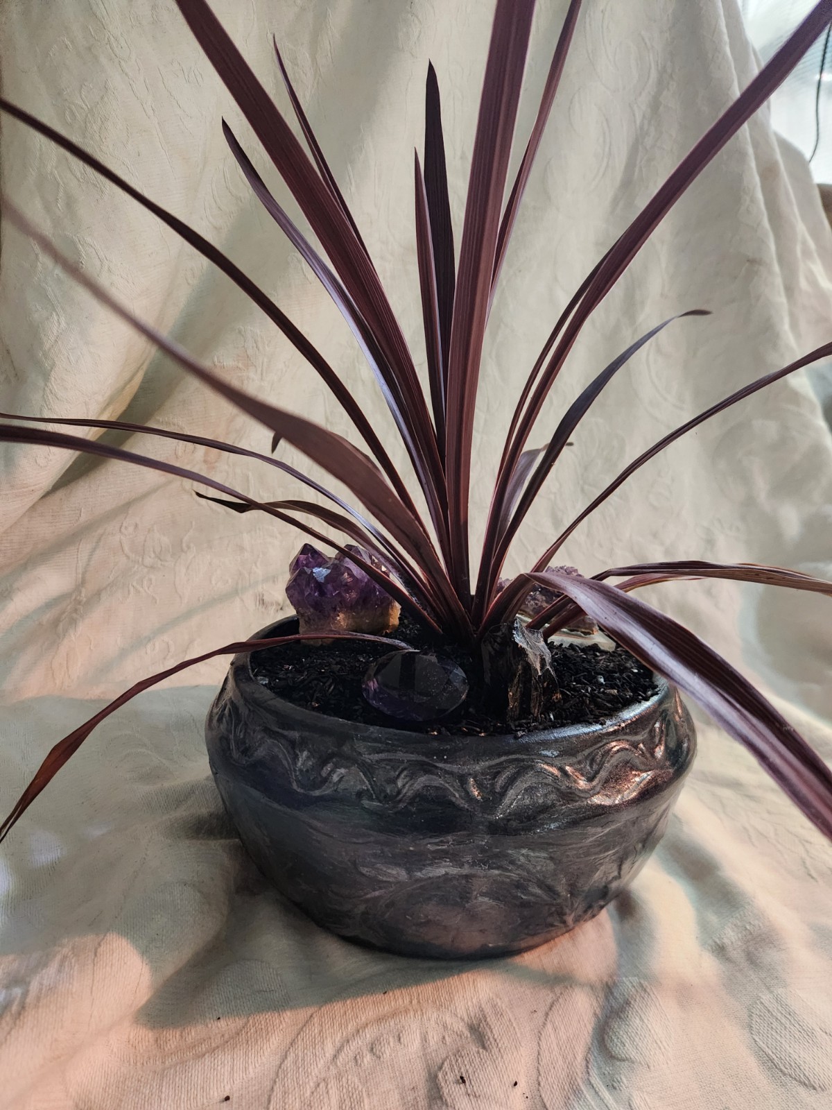 Live Burgundy Cordyline in Hand-Finished Charcoal & Silver Embossed Planter
