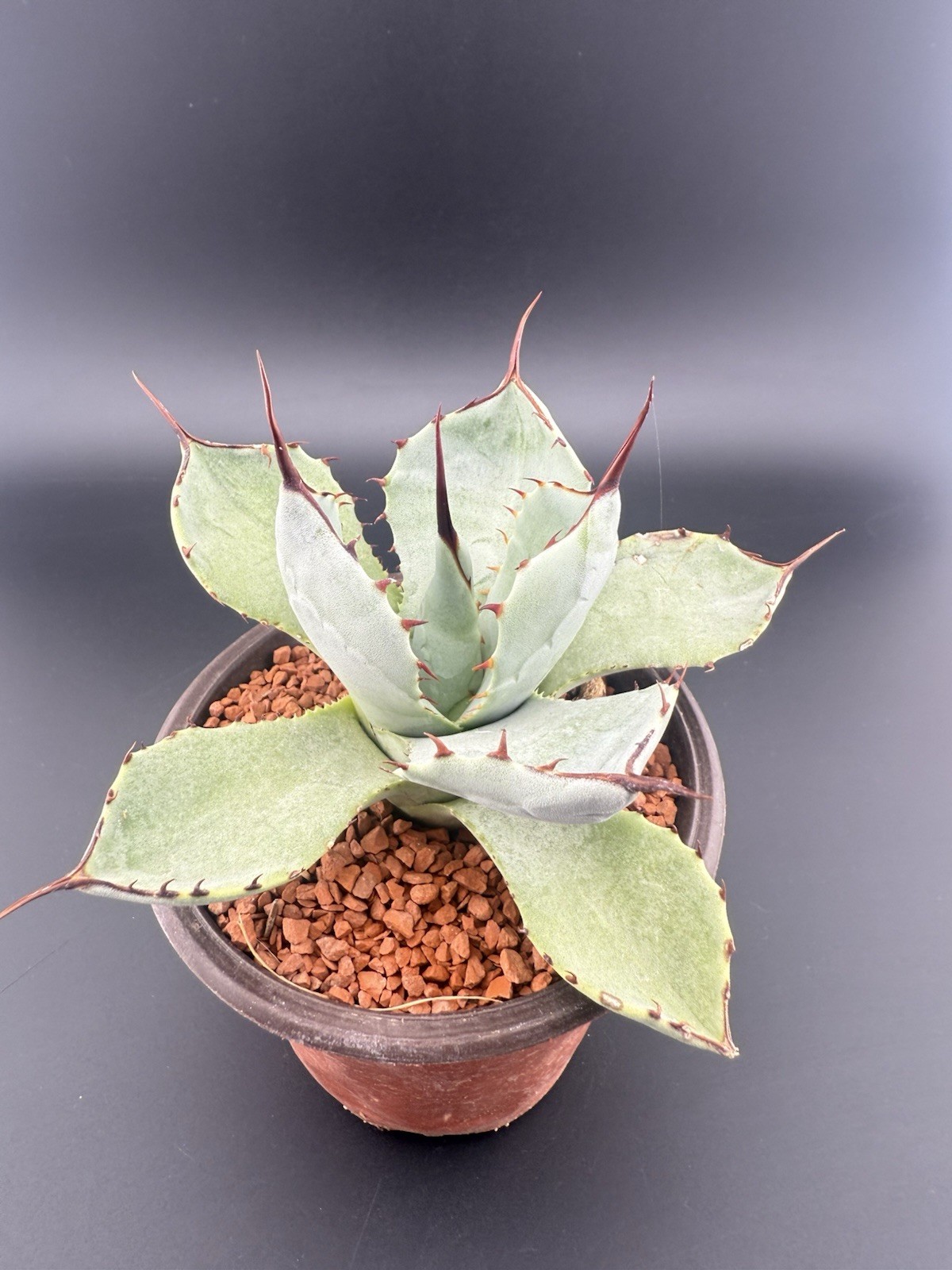 Agave parryi WYSWYG Live Rare Succulent Plant FREE SHIPPING