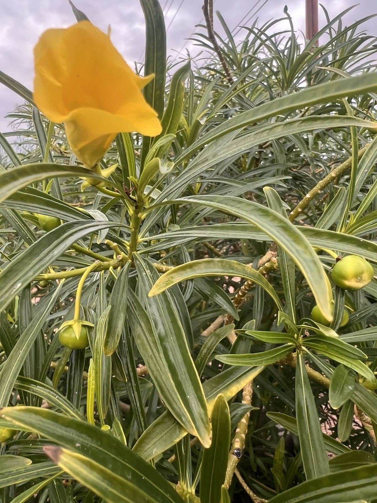 Yellow Oleander (Cascabela) Shrub Budding Plant (30 seeds) Full Sun
