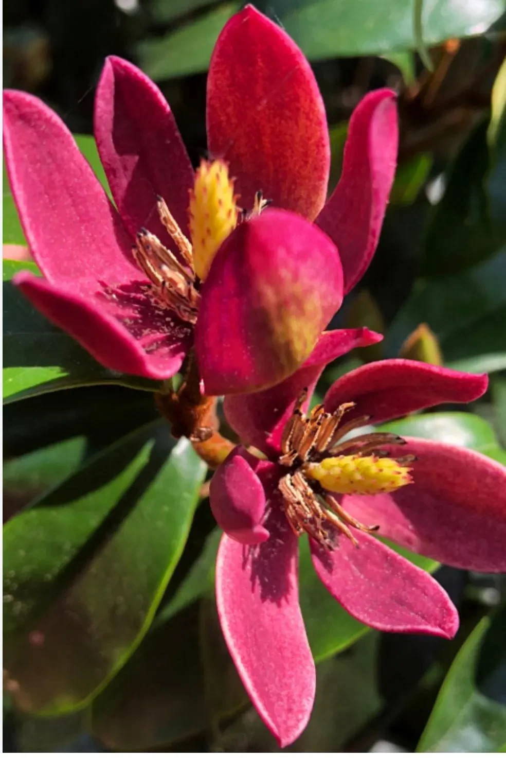 Stellar Ruby~Magnolia Hybrid Tree~SMALL STARTER PLANT-Ruby Banana Scented Blooms