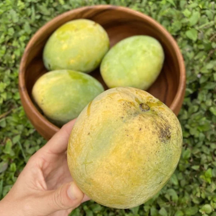Live Grafted Kathy K3 Mango Tree – 3 Gal Pot – Tropical Fruit Tree – No Ship to