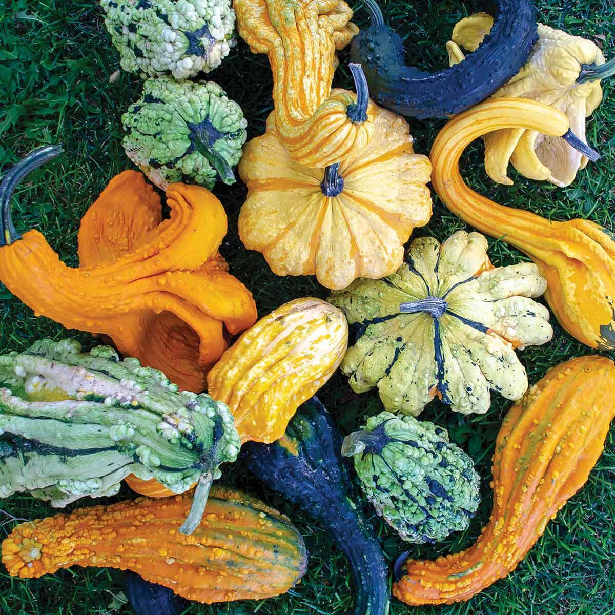 Giant Ornamental Fall Gourd Mix – (Giant Size) – Comb. S/H