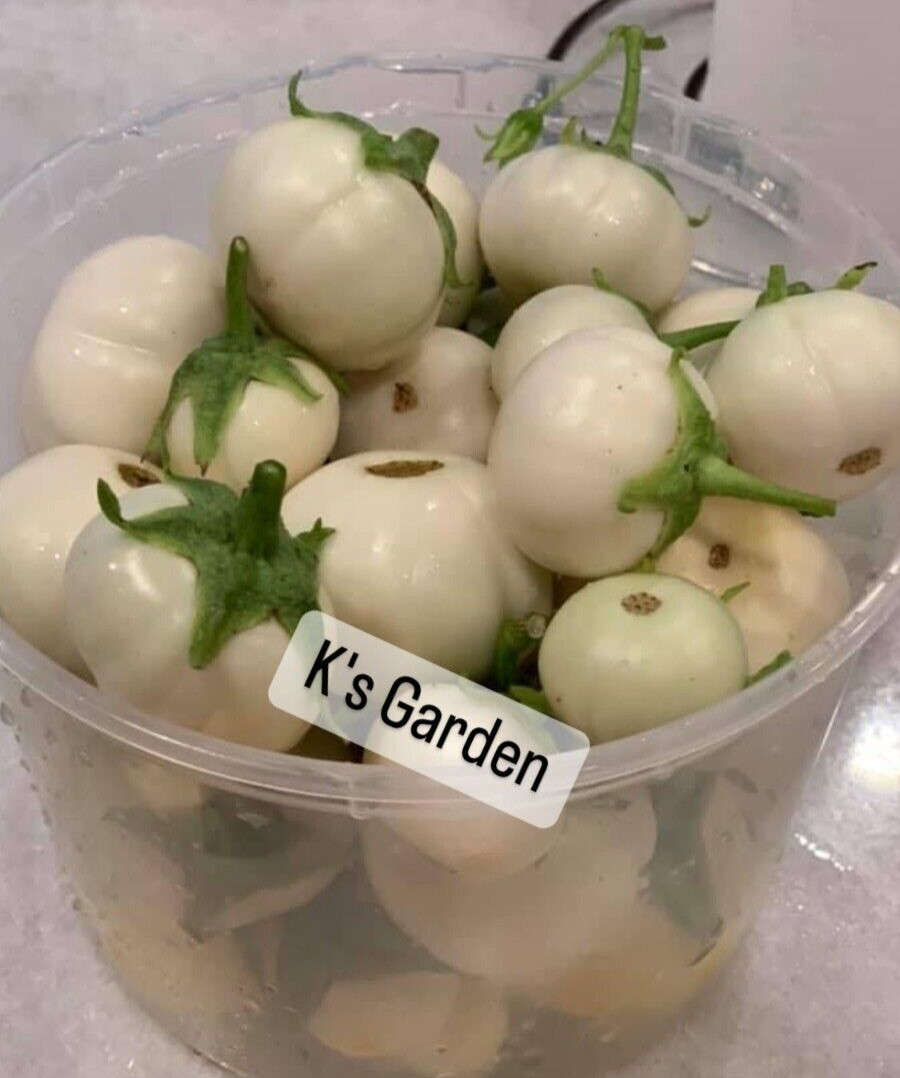 100+PCS WHITE ROUND EGGPLANT SEEDS, CÀ PHÁO TRẮNG