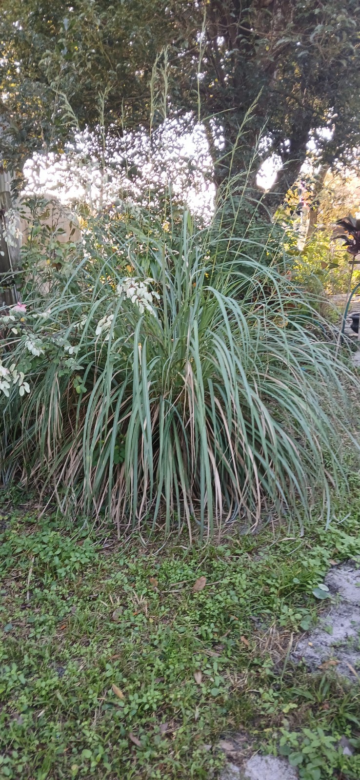 5 Live Lemon Grass Stalks Rooted Plants Eatable For Tea Aroma in House Evergreen