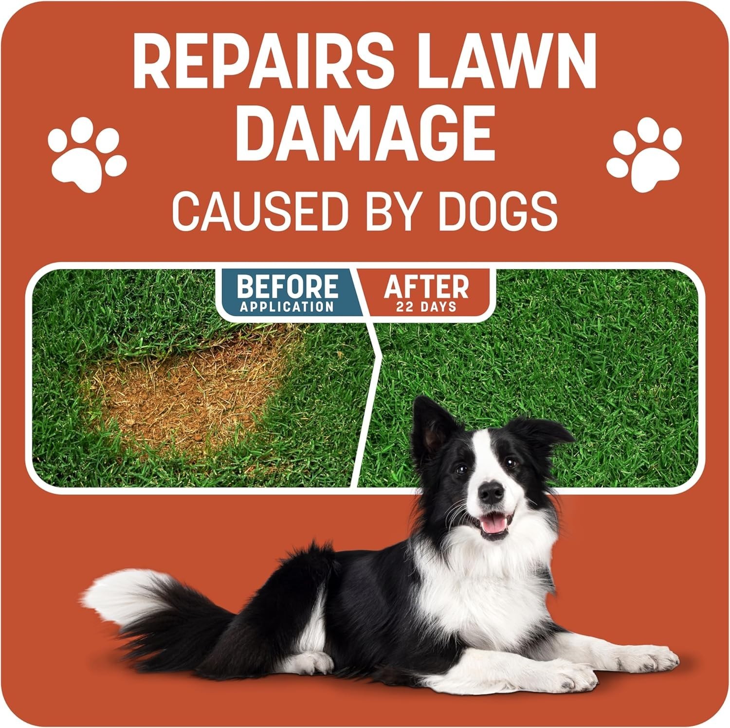 5 lb Smart Patch Bermuda Grass Seed – Covers 200 sq. ft. for Pet Damage Recovery