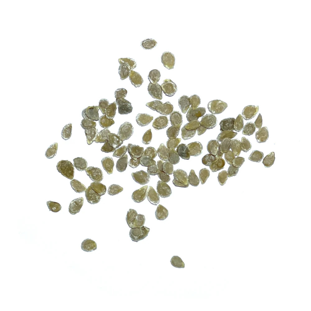 Beefsteak Tomato Seeds For Planting (Lycopersicon esculentum)
