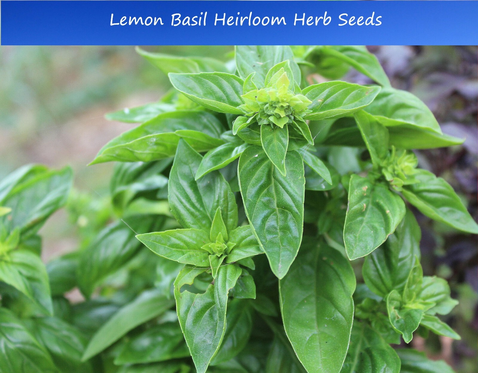 Herb Seeds- Lemon basil -100 Heirloom Seeds