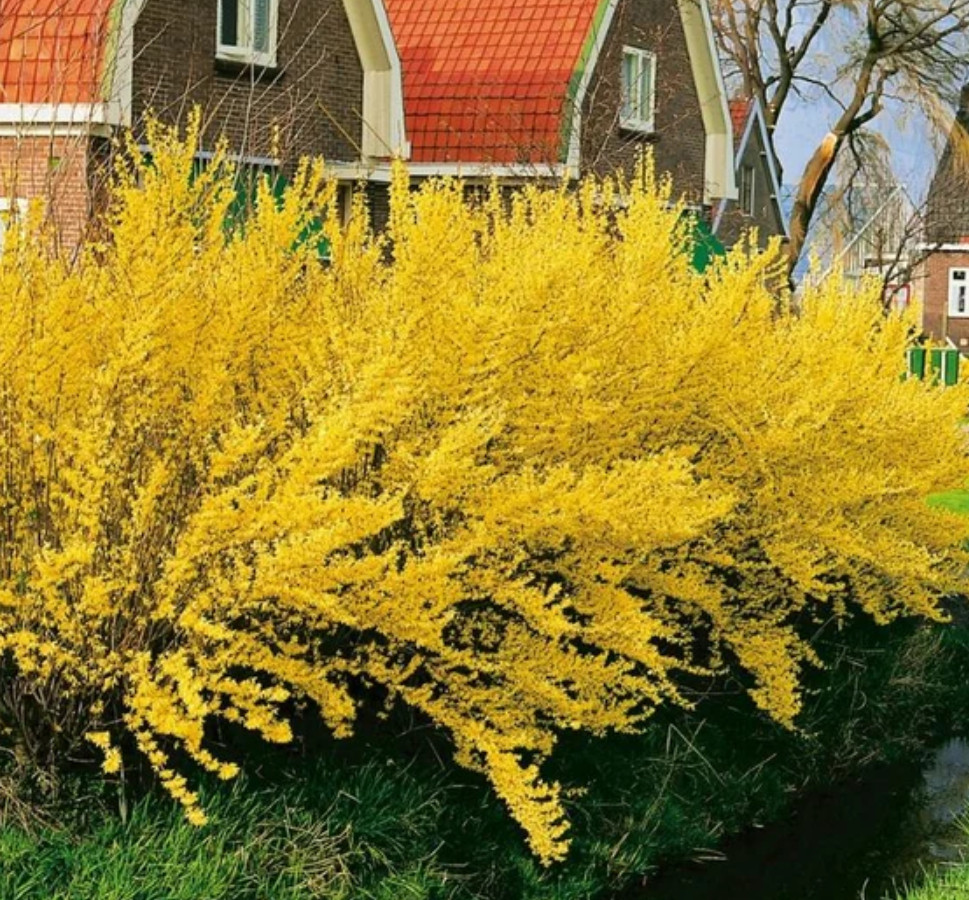 Lynwood Gold Forsythia Plant – Quart Pot – AK:Bareroot Oct–May –No Ship PR/HI/CA