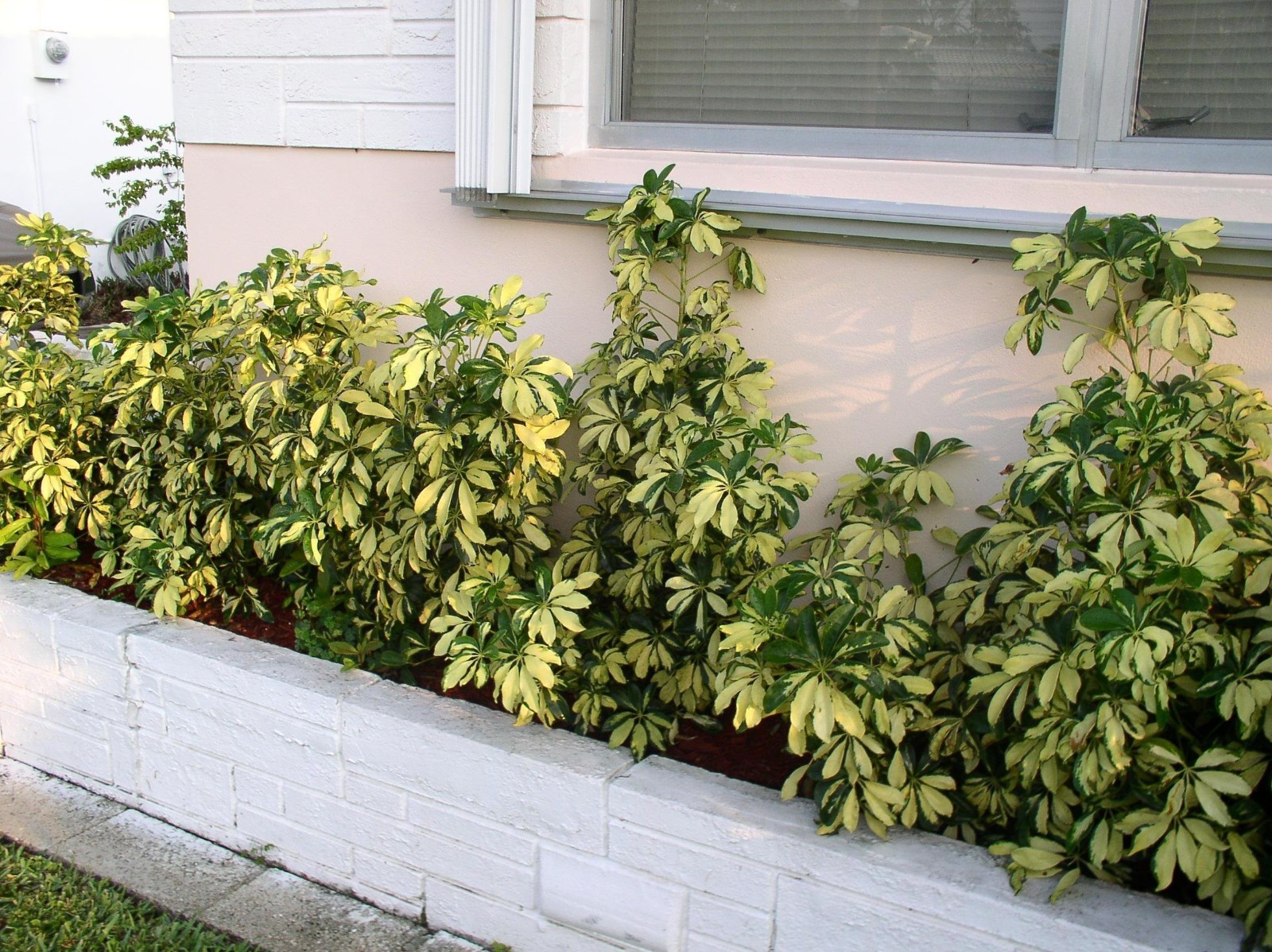 Umbrella Plant. Schefflera Arborcola 10 Seeds. Free Shipping!