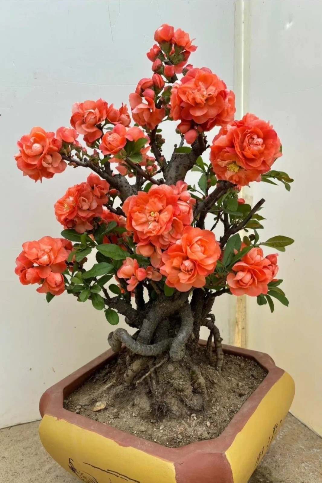 Japanese Flowering Quince ‘Sekai Ichi’ Live Plant 2-3 Gal Chaenomeles Bonsai Red