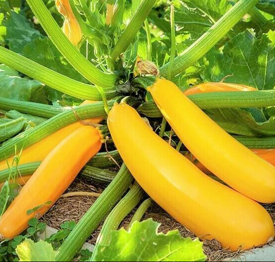 Golden Zucchini Seeds | Heirloom Yellow Summer Squash Courgette Kousa for 2024