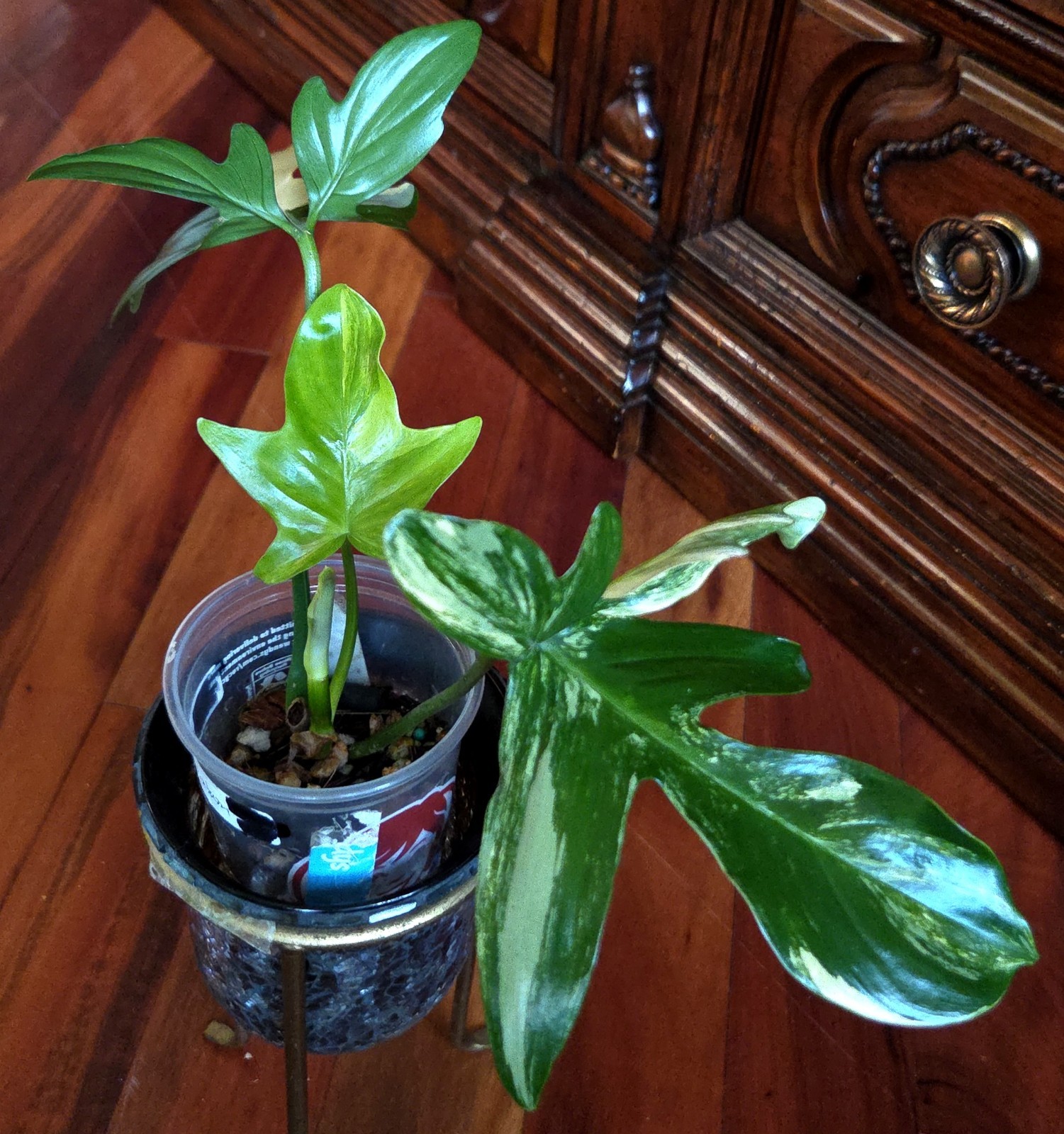Rare Philodendron Variegated Pedatum 12″ Tall Not Monstera Anthurium Aroid