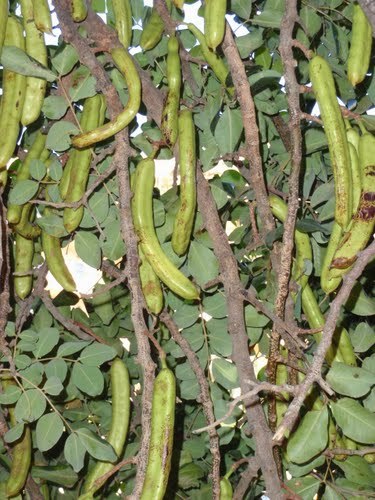 Carob Tree, Ceratonia siliqua, Tree Seeds