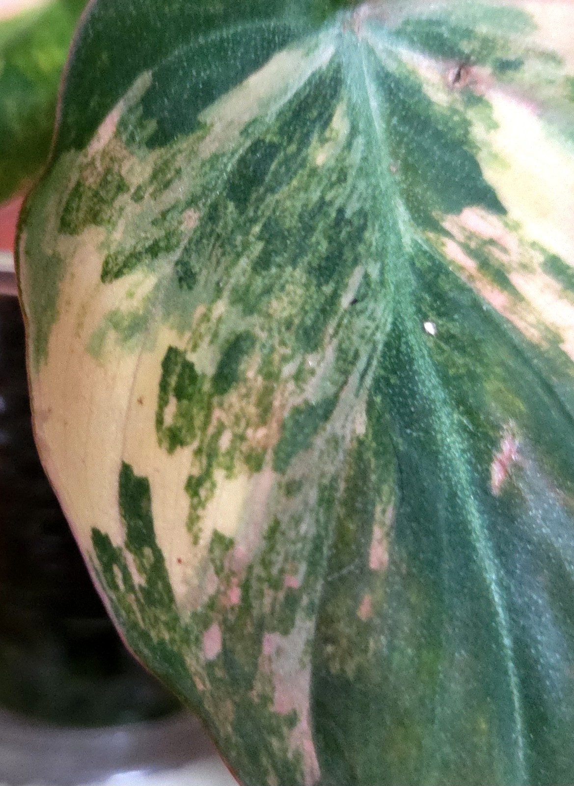 Rare Philodendron Variegated Pink Micans Ferrari Aroid Not Anthurium Monstera
