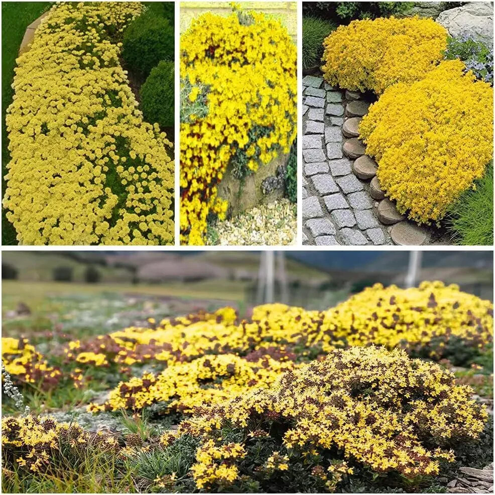 2000+ Yellow Creeping Thyme Seeds For Planting Thymus Serpyllum – Heirloom Cover
