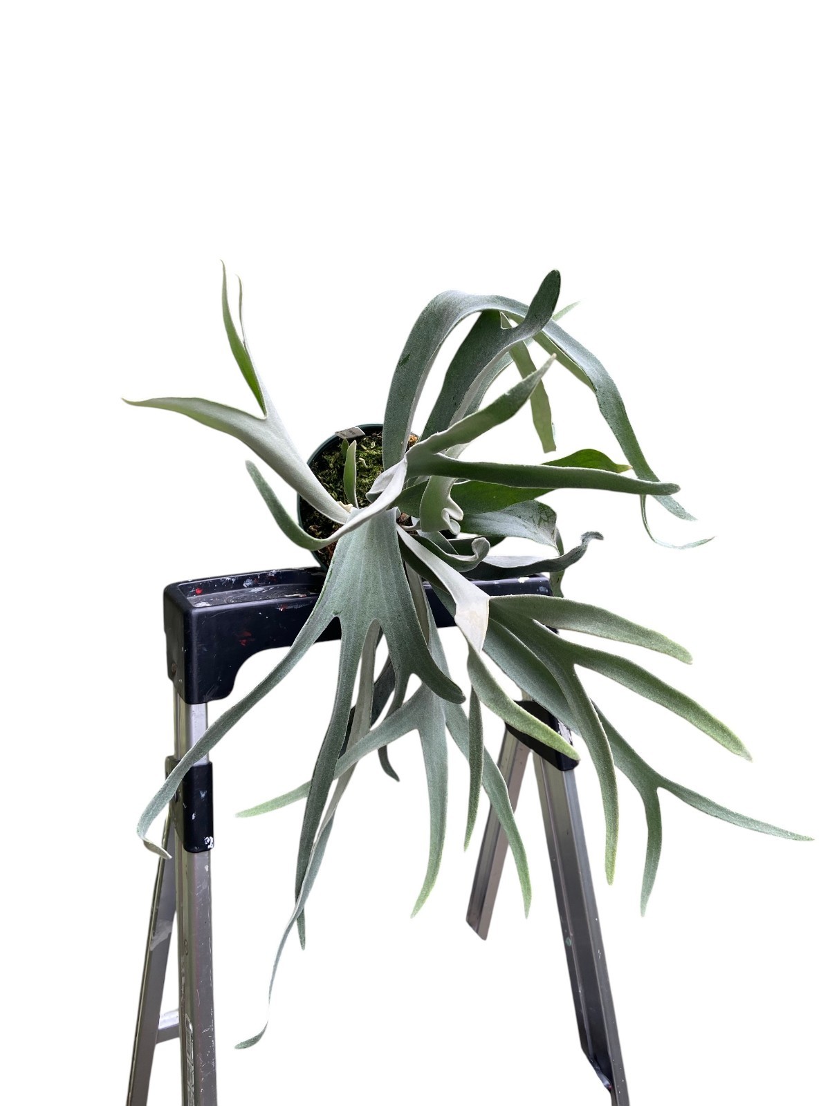 Platycerium ‘Pew Chan’