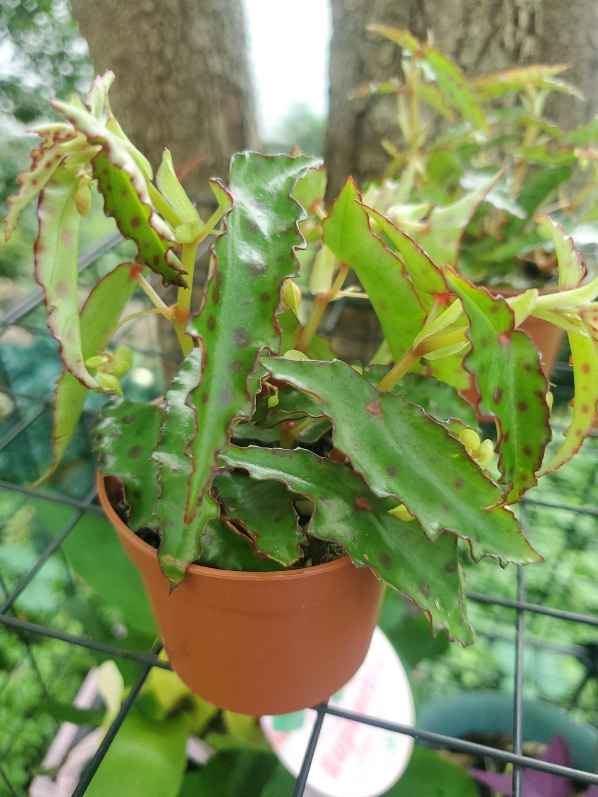 Lot Of 3 RARE Begonia AMPHIOXUS Live Ships In 2.5″