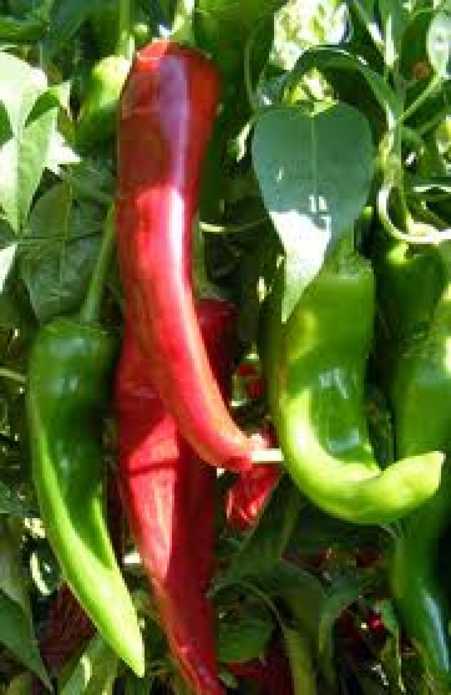 Barker’s New Mexico hot pepper seeds non-gmo heirloom open pollinated HOTTEST!
