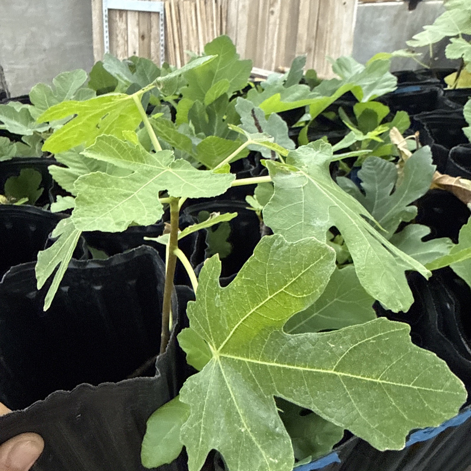 GE Neri Fig Tree