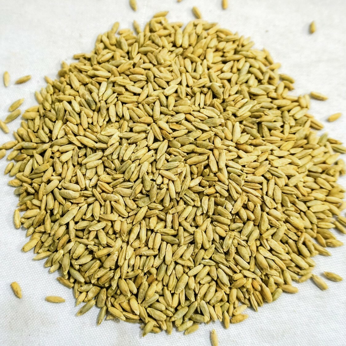 Thunder Acres Organic Winter Rye Seeds, Non-GMO