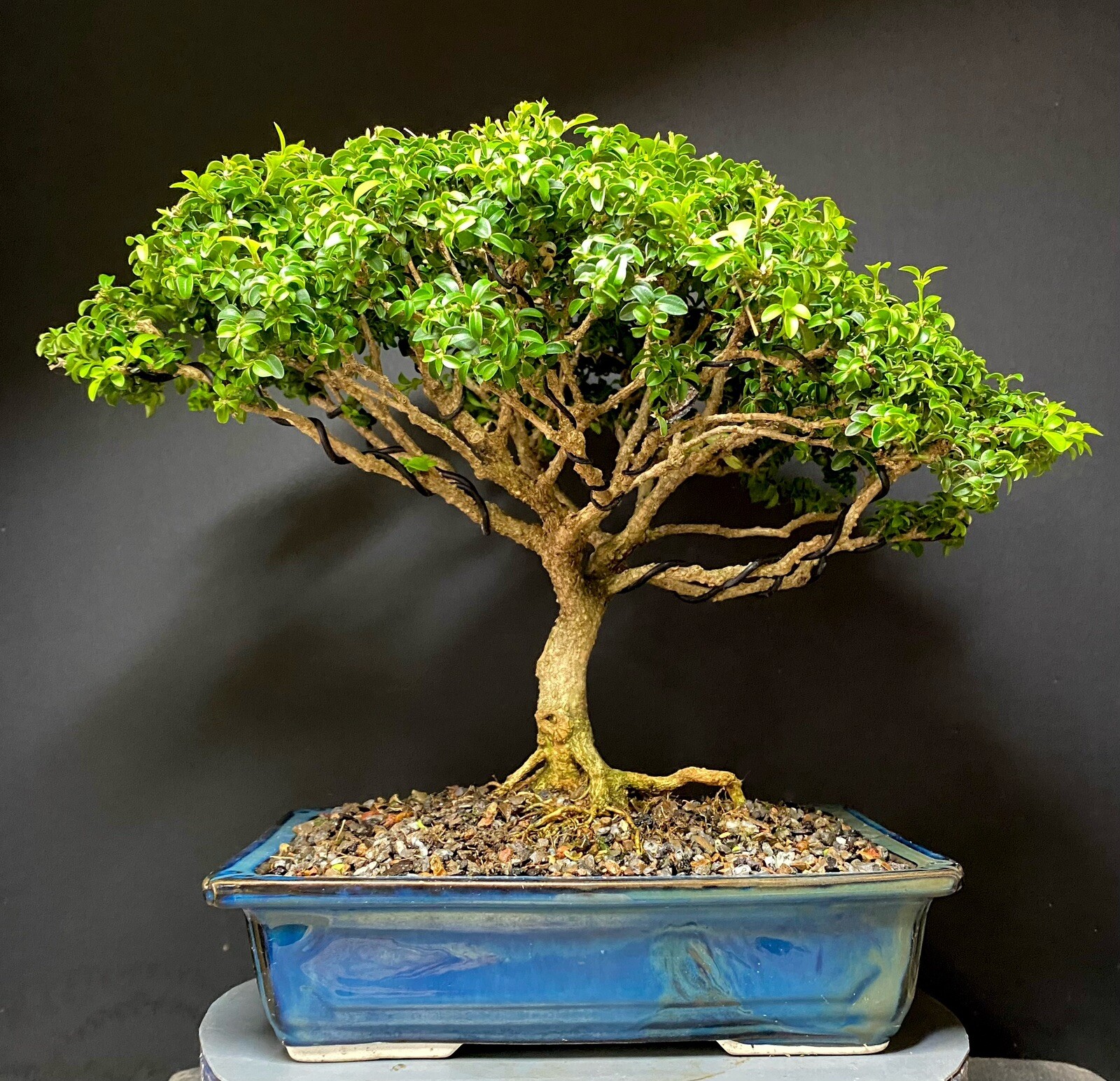 Bonsai Tree Kingsville Boxwood 25-27 Years 11 1/2” Tall, Taiwan Blue Glazed Pot