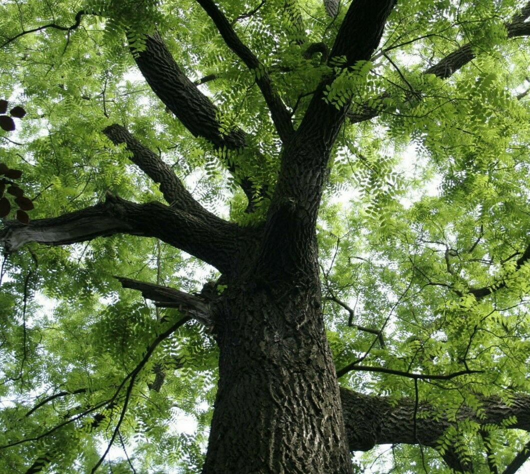 Black Walnut Tree – 12-18″ Tall Seedling – Live Plant – Juglans nigra