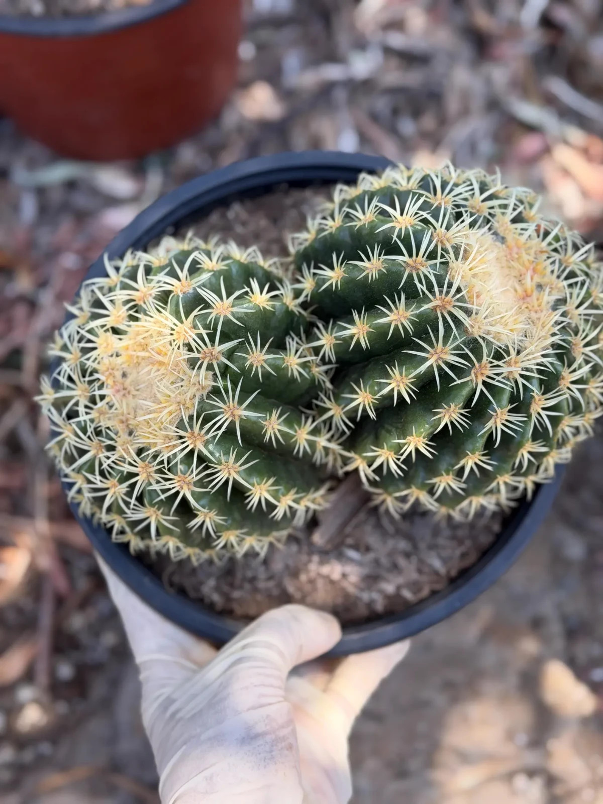 Echinocactus Grusonii Short Spine Double Head Rare Golden Barrel Cactus