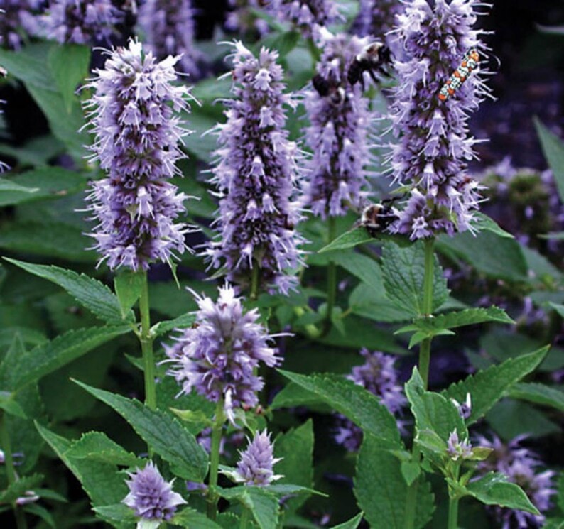 Anise Hyssop Seeds. Free Shipping!