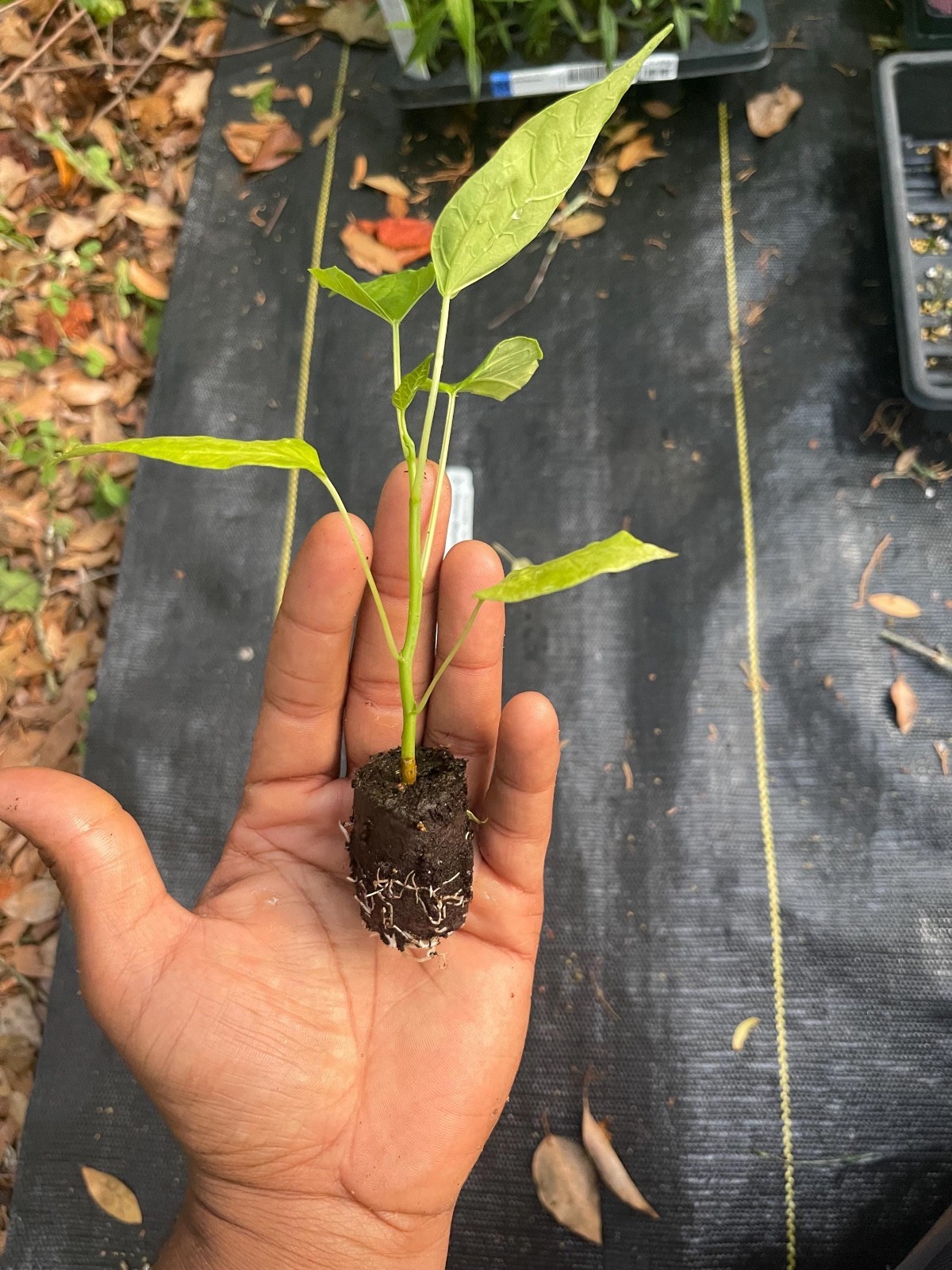 Rare Babaco Mountain Papaya Live Plant Exotic Fast Growing Fruit Tree 4 Pack