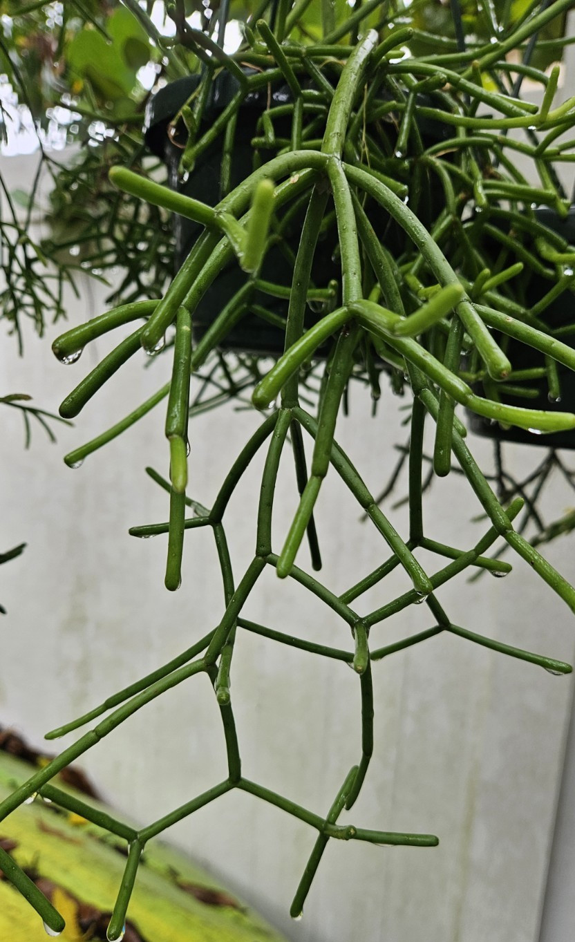 Rhipsalis baccifera rhodocarpa-White Flowers-Orange Fruit-4 clumping branches